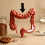 Come agiscono i semi di lino nell’intestino? Il meccanismo meno noto che ne potenzia l’effetto